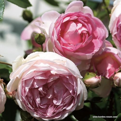 2 x Rosier - Rosa 'Jasmina' pot 25-30 cm - Un rosier grimpant parfumé de Kordes d'une beauté exceptionnelle Violet