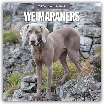 Weimaraners 2026 Square Wall Calendar