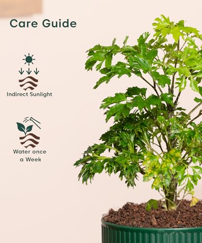Image of Kyari Aralia Green Live Plant Indoor with Green Self Watering Pot
