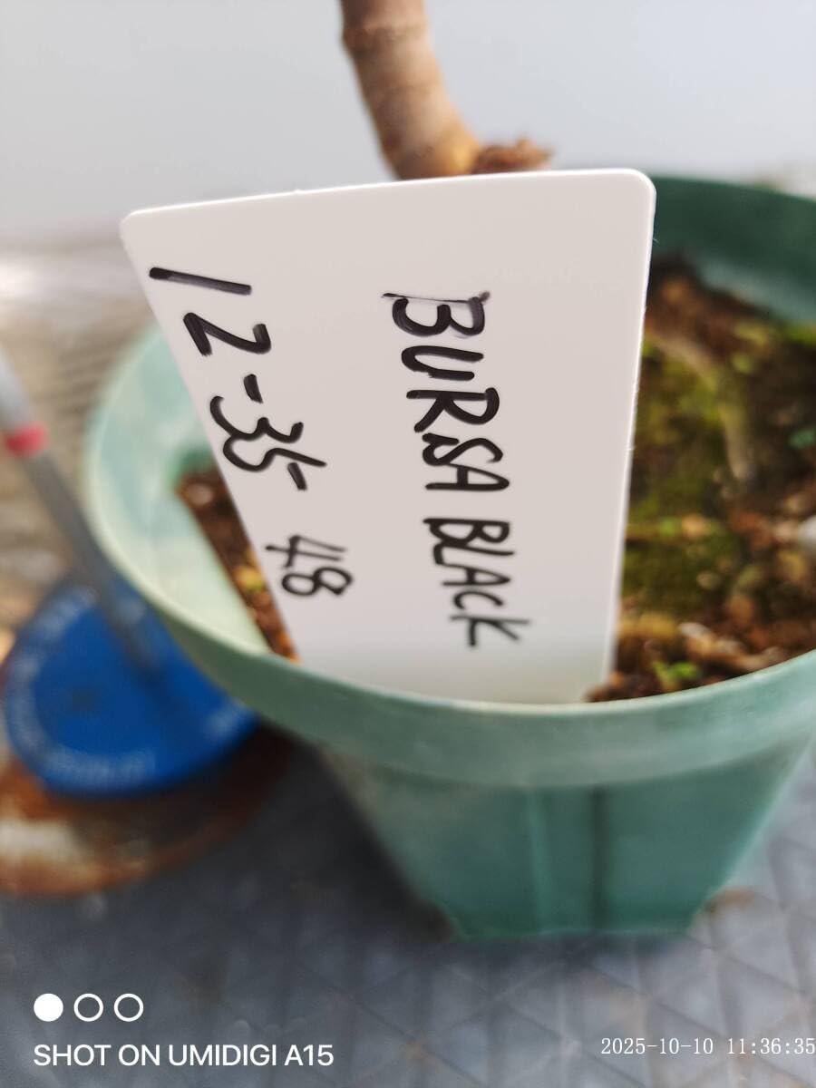 苗木(イチジク) 品種は不明 品種の選び方 – いちじく畑 イチジク苗木 ブルサブラック 12-35この品種は日本にはイチジクコバチがいないので実りません