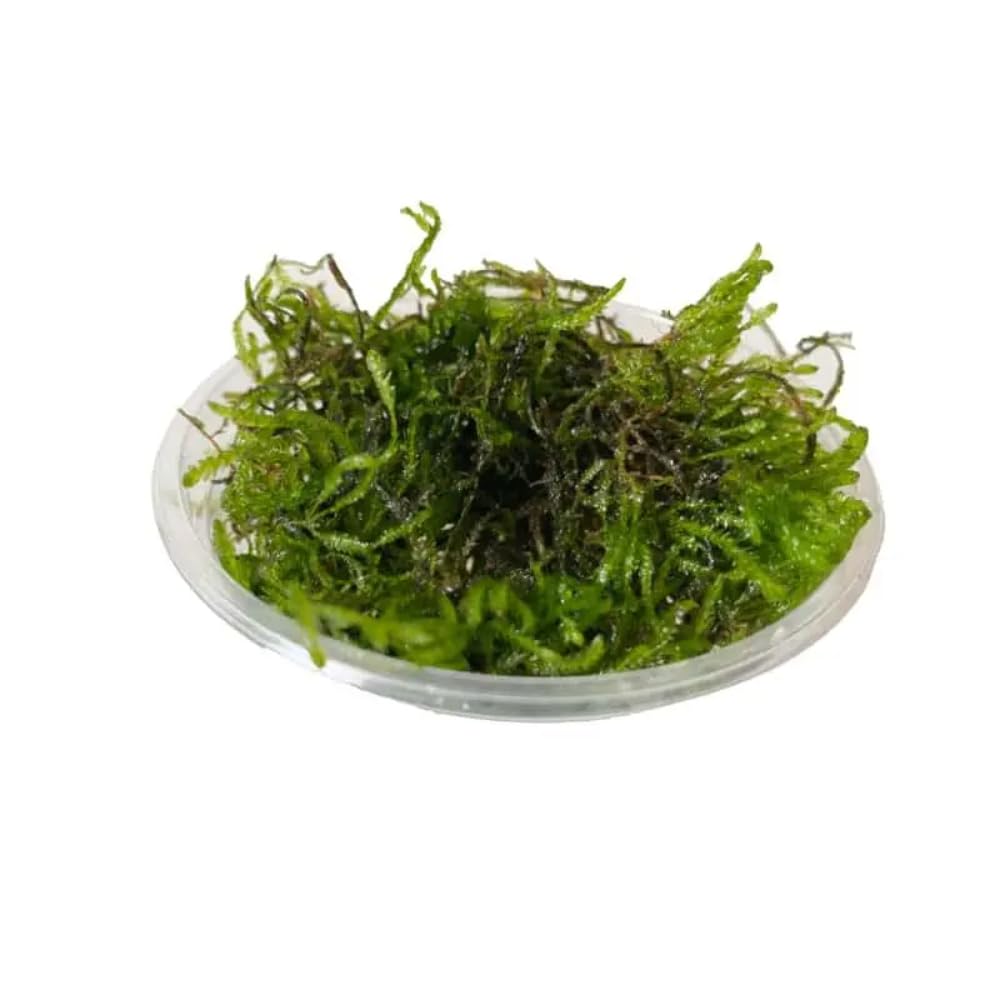 Aqua EssentialsFlame Moss in 80cc cup