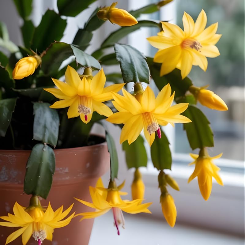 Live Yellow Christmas Cactus Plant 4-5 Inch Tall Easy Care Holiday Cactus Colorful Blooming Greenery for Home and Office Dcor