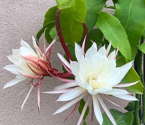 Organic Queen of The Night Live Plant Epiphyllum Oxypetalum Cutting with Roots 4'-8' in Length, Night Blooming Cereus, Princess of The Night