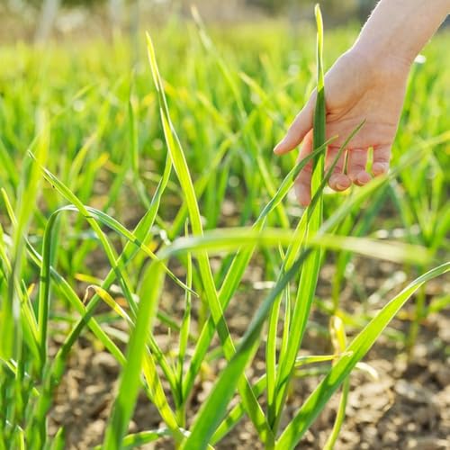 semillas de cebollino perenne resistente de cebollino jardín balcón resistentes semillas bonsái, jardín resistentes 100pcs