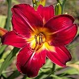 Pack 3 Red Daylily Bulbs for Planting, Hardy Perennial Flower with Vibrant Blooms, Reblooming Daylilies Bulbs for Garden Borders and Containers
