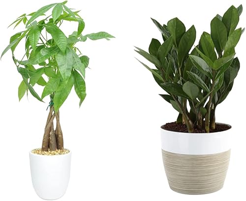 Costa Farms Árbol del dinero planta de interior viva de fácil cuidado en maceta de cerámica premium 16 pulgadas de alto y ZZ Zamioculcas zamiifolia