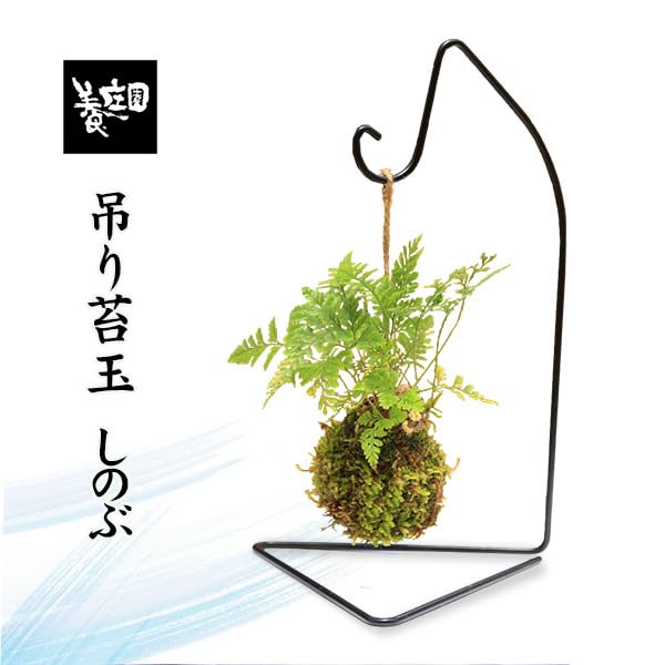 しのぶ苔玉 直径約30cm Amazon.co.jp: 遊恵盆栽 苔玉 ：しのぶ* (吊りスタンド付き) 吊り苔玉