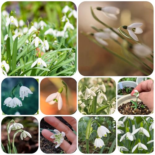 bulbos de campanillas resistentes y perennes, flores del balcon jardín de flores bulbos en flor de primavera, flores de primavera Resistente al suelo plantas resistentes al invierno 8pcs