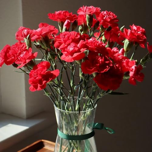 Semi di chiodi di garofano, perenni Semi di garofano dolce, regali per gli amanti del giardino da balcone per luoghi soleggiati 1000pcs