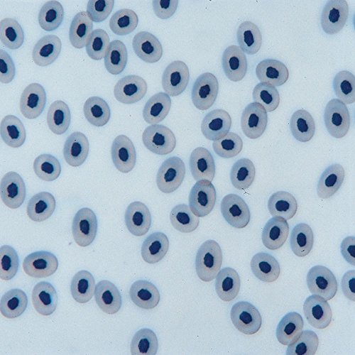 Frog Blood Film Slide, Smear, H&E