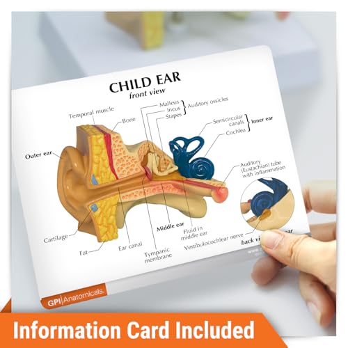 GPI Anatomicals - Child Ear Model, Replica for Human Anatomy and Physiology Education, Anatomy Model for Doctor's Offices and Classrooms, Medical Learning Resources