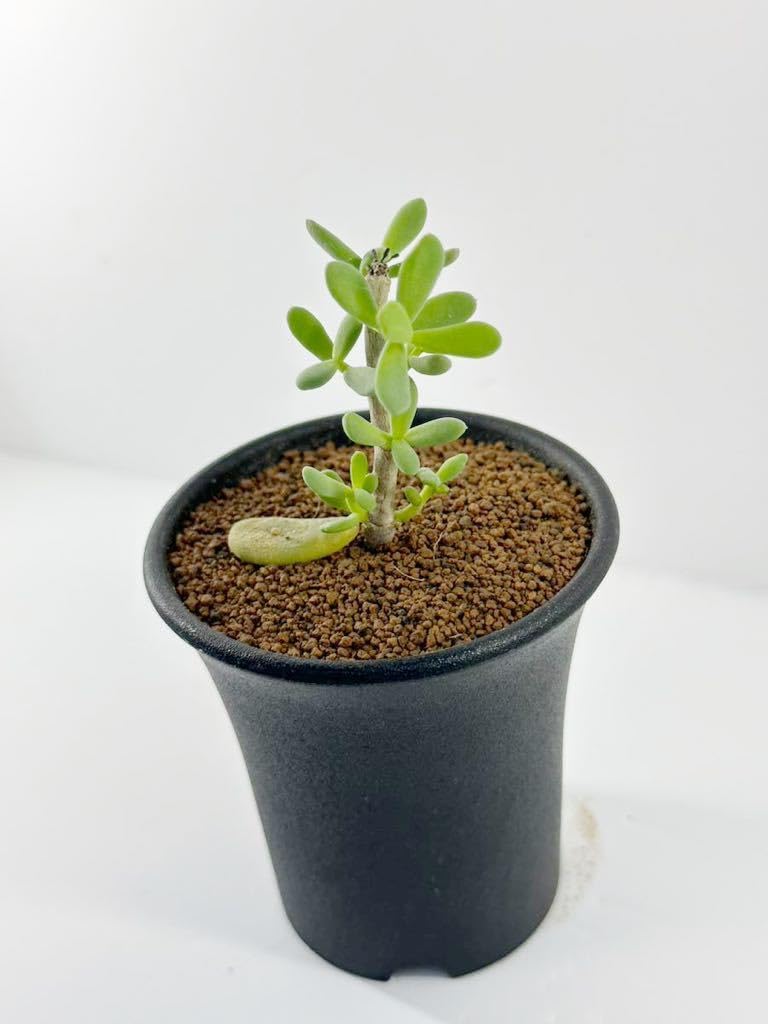 ケラレア　ピグマエア Amazon.co.jp: ケラリア ピグマエア Ceraria pygmaea 輸入株挿木