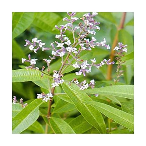 Lemon Verbena Plant Plugs, Fantastic Lemon Scented Leaves. 5 Plants per Pack - (Lemon Verbena)) Delivered to Your Door. Newlands Nursery. Herb Garden Grow Your own Cover