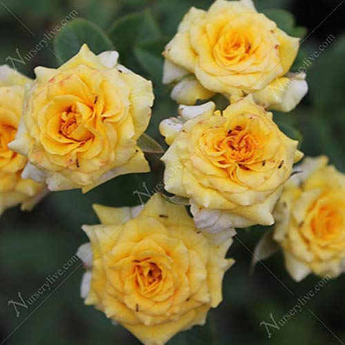 EdensField Rare Grafted" CLIMBING YELLOW ROSE" fragrant Rare Rose Live Plant New (B09L6VJ42L) Amazon Price History, Amazon Price Tracker
