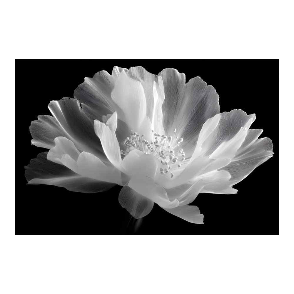 ZAMAEIU Large Nature Canvas Paintings Prints Line-drawn peony Landscape Picture, Modern Living Room Decor, Dining Room Hallway Home Decoration(black and white)-30x50cm Unframed