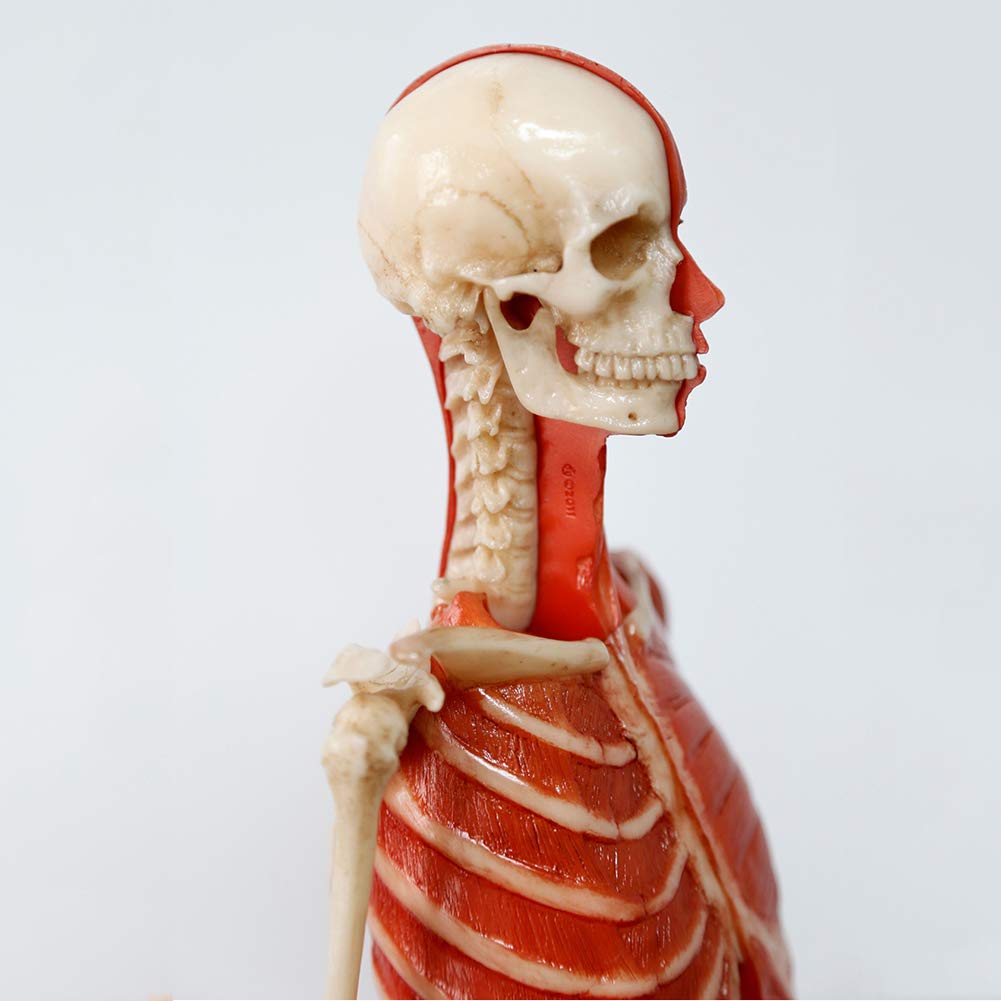 Model anatomiczny kobiecego mięśnia, kości i skóry Ecorché, model anatomiczny ludzkiego szkieletu mięśniowego, materiał