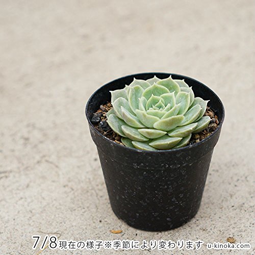 Amazon.co.jp: オンスロー 7.5cmポット 多肉植物 エケベリア Echeveria