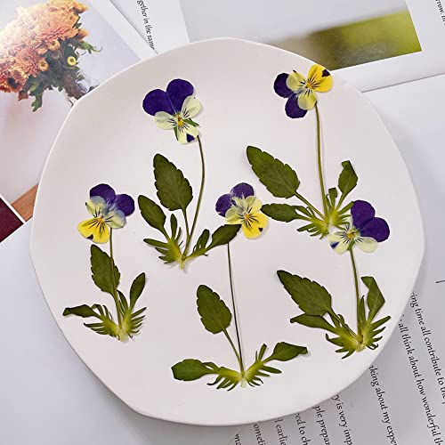 Flores prensadas secas Natural Pansy 12 pcs miniatura 4