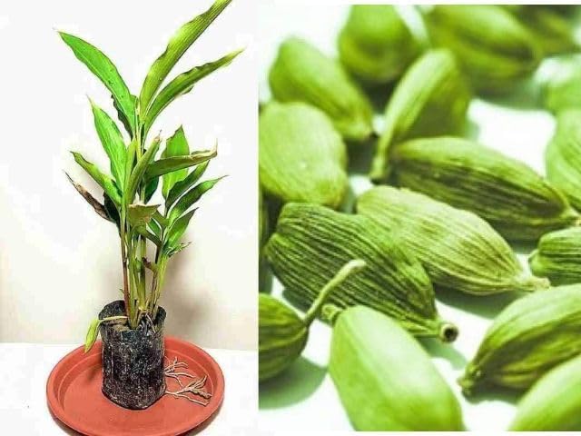 BLOOMBRIGHTLY (Green Elaichi/Cardamom 'Choti Elaichi" Plant Live Cardamom live fruits hybrid,1 Healthy Live Plant With Pot)