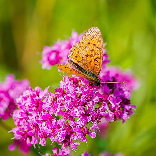 Creeping Thyme Seeds For Planting- 15000 Creeping Thyme Seeds Organic Perennial Flower Thymus Seeds Ground Cover Bulk For Planting Flower Home Garden #TOP2