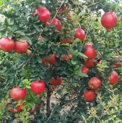 Pomegranate Live Plant Kashmir Blend Variety CF_62