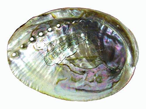 CircuitOffice 6-7" Abalone Shell for Smudging, Burning Loose Herbs, Sage Smudge Sticks Or Palo Santo Sticks, for Smudging, Rituals, Reiki, Meditation and Wicca