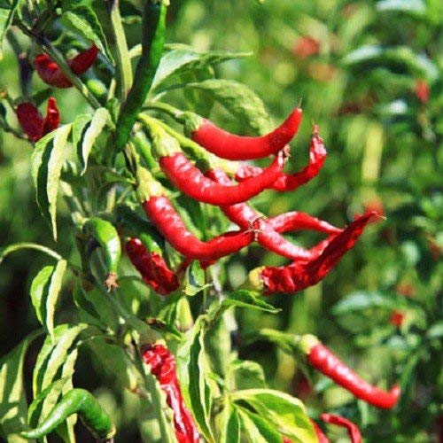 Holyflavours | Chili Crushed 120.000 SCU Kiemarm | Hoge Kwaliteit Kruiden | Biologisch Gecertificeerd - Afbeelding 6