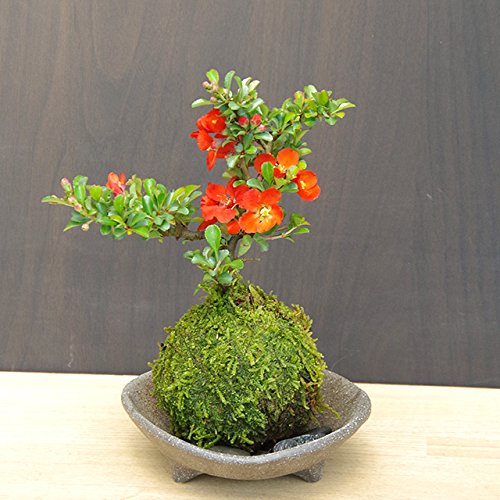 【冬は落葉します】年に数回可憐な花が楽しめます。名前も縁起がいいでしょ?【紅長寿梅(べにちょうじゅばい)の苔玉・三つ足灰器・敷石セット】 (敷石の色(黒石))