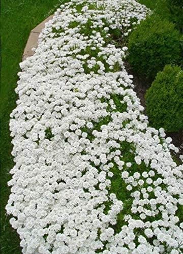 20000+ Stck Weie Kriechender Thymian Samen fr Pflanzung, Thymus  Serpyllum Heirloom, Kriech-Thymian Samen Bodendecker Pflanzen leicht zu  pflanzen und wachsen - offen bestubt : Amazon.de: Garten