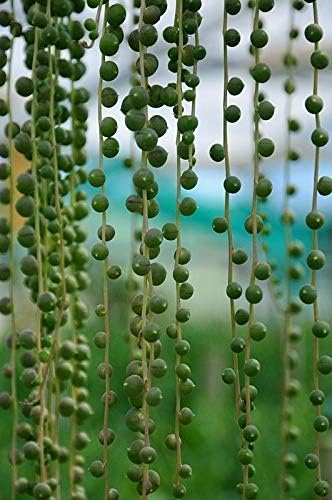 25 String of Pearl Seeds Exotic Succulent Plant Rare Cactus Home Garden Indoor