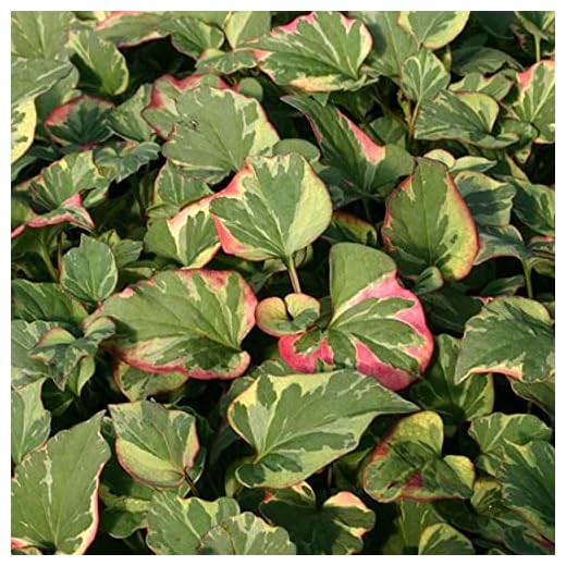 Chalily Chameleon Plant, a Great Live Pond Plant for Your Water Garden. Filters The koi and Goldfish Pond. Good for Bogs, Plant Shelf or Shallow Water This marginal Aquatic is a Real Beauty