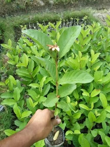 Image of Natura GreenHouse Original 1 Live Thai -7 Guava Amrud Plant hybrid all seasons Height 1.5-2 FT (Thai -7 Guava)