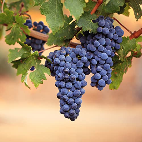 Yegaol Garden 20Pcs Wine Grape Seeds Non-Gmo Perennial Rich In Vitamins Sweet Excellent Flavored Outdoor Fruit Plant #TOP4