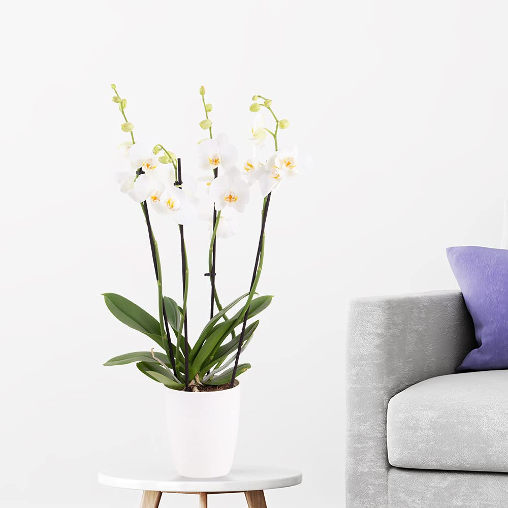 Weiße Orchidee, Topfgröße 12 cm, blühende Zimmerpflanze, Phalaenopsis mit vier Rispen, Höhe circa 60 cm, Orchideenversand, echte Orchidee