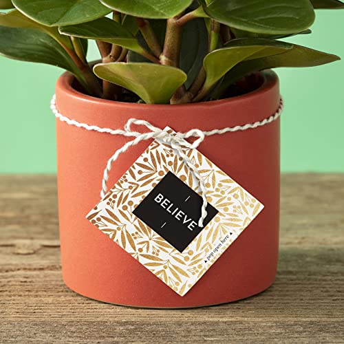 Compendium ThoughtFulls Cartas Pop-Open Believe 30 cartas pop-open, cada uma com uma mensagem inspir