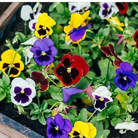 Winter Pansies - Delta Mix Full Plant Pack Cover