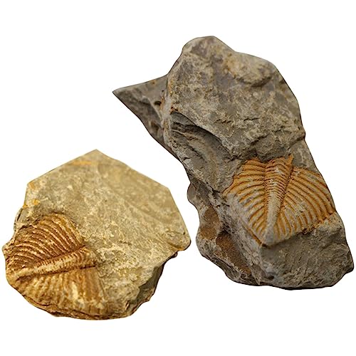 Image of iplusmile Trilobite Specimen Model 1.96X1.77X0.59In Paleontology Science Education Toy for Kids Table Ornament and Home Display