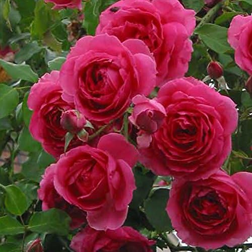 Amazon バラ 苗 つるバラ パレード Cl 返り咲き 2年生 接ぎ木大苗 植木 Amazon バラ 苗 つるバラ パレード Cl 返り咲き 2年生 接ぎ木大苗 植木