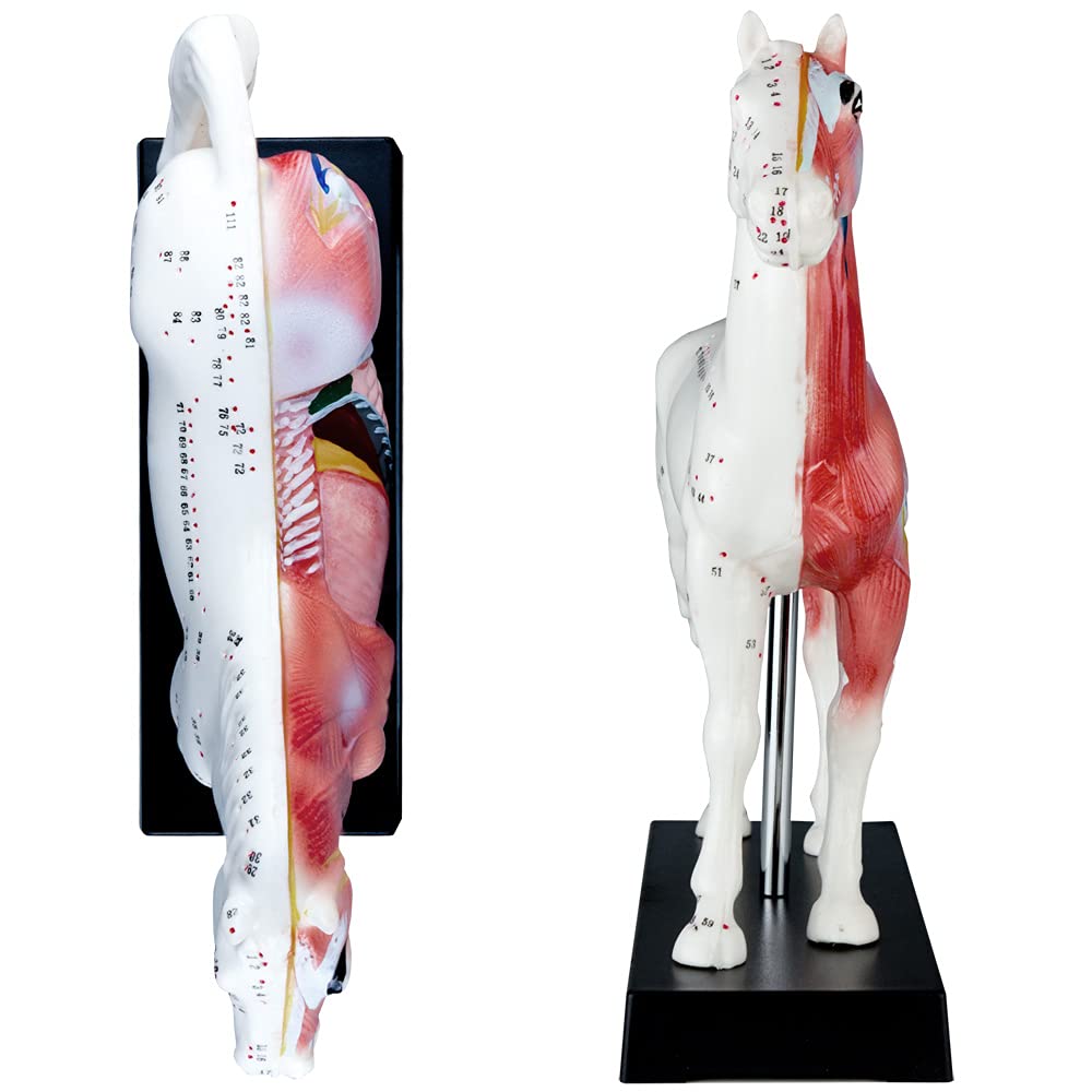 Akupunktur Anatomie Muskel TCM Modell Figur Akupunkturmodell Tier Auswahl Hund Rind Schwein Pferd Katze Muskelmodell, Tiermodell:Pferd