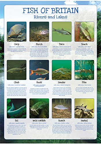 Fish of Britain Poster - Rivers and Lakes - Paper Laminated - Size A2-59 x 42cm (Approx)