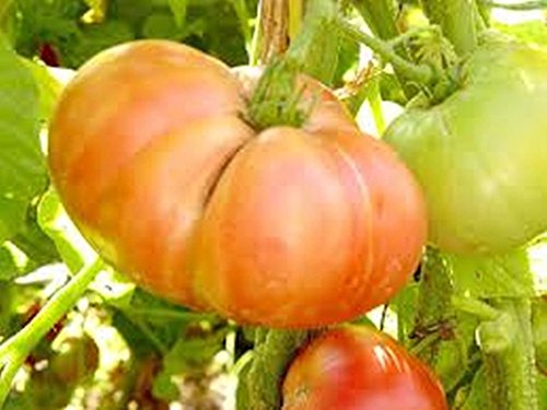 Las Semillas de Geranio Wallichianum 'Blue Buxton' -