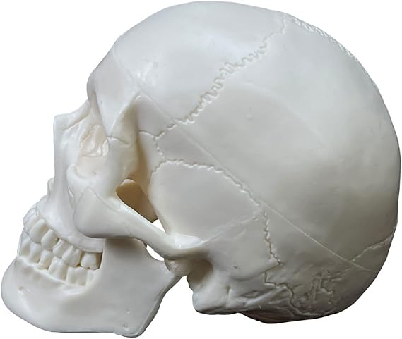 Human Skull Anatomical Model Life Size Human Anatomy Head Skeleton Model Includes Full Set of Teeth Removable Skul Cap Anatomical Skull Model for Studying