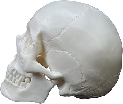 Human Skull Anatomical Model Life Size Human Anatomy Head Skeleton Model Includes Full Set of Teeth Removable Skul Cap Anatomical Skull Model for Studying