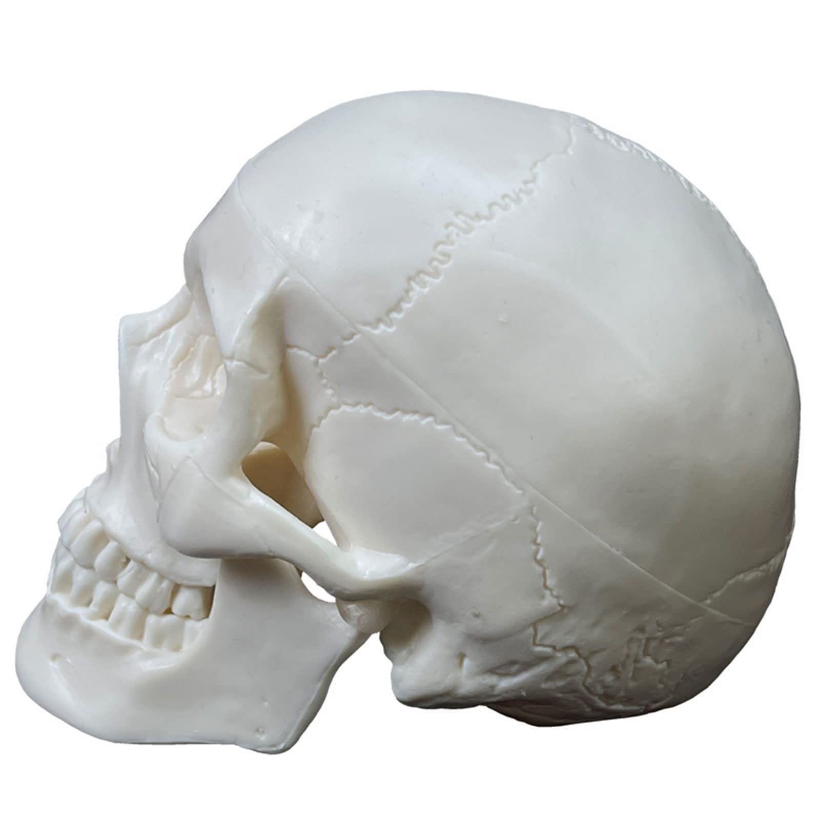 Amazon.com - SZYDD Life Size Human Skull Model,2 Parts Realistic