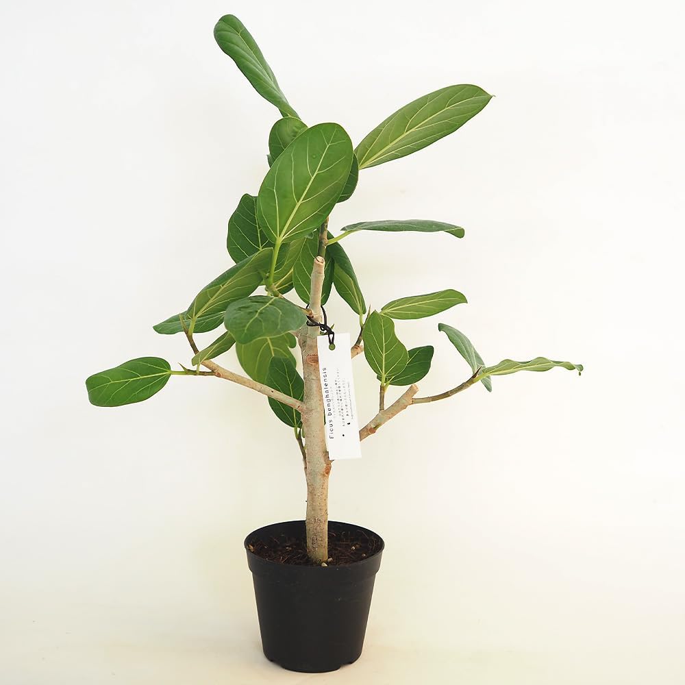 4年生 果実肥大中 フィンガーライム接木苗 現品撮影 フィンガー ライム 苗 4年生 果実肥大中 フィンガーライム接木苗 現品撮影 フィンガー ライム 苗