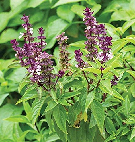SHOP 360 GARDEN Ocimum Basilicum, Basil, Sweet basil Herbal Plant Seeds For Growing - Pack of 125 Seeds (B07X89QFLJ) Amazon Price History, Amazon Price Tracker