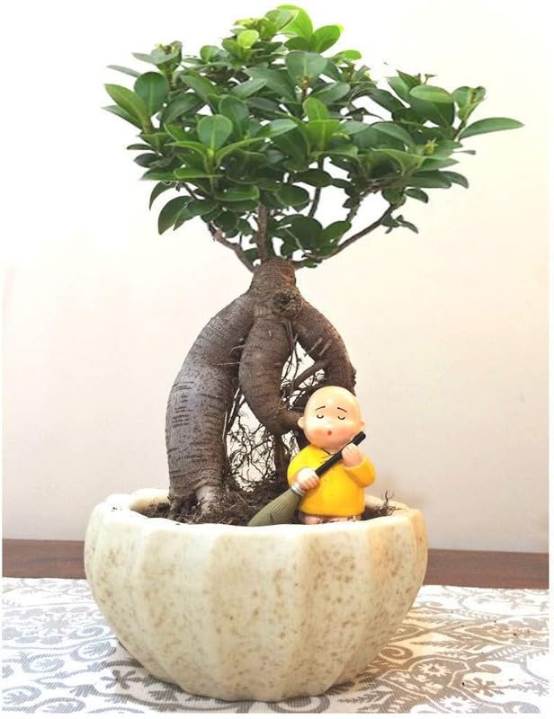 Ficus Bonsai Plant[A356]-image-24