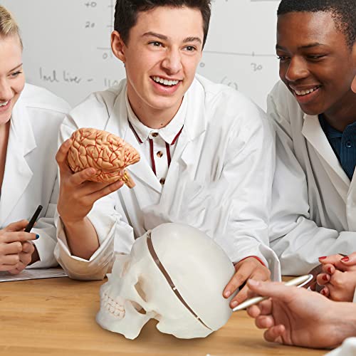 Houseables SDH-WH-62IN Disarticulated Human Skeleton, Full Unassembled Anatomical Model, Life Sized, 62 Inch Height, Plastic, W/Poster, Skull, Bones, Articulated Hand & Foot, Study Of Skeletal System thumb #6