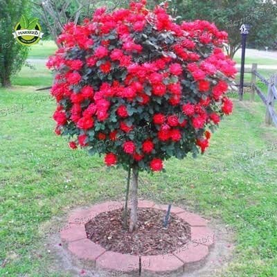 50 Red Rose Tree Seeds,gorgeous bright-colored, DIY Home Garden Potted ,Balcony & Yard Flower Plant