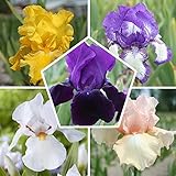 ✅ Einfache Pflanze für Gartenneulinge